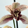 cymbidium Dr. Pepper 'Steve'.